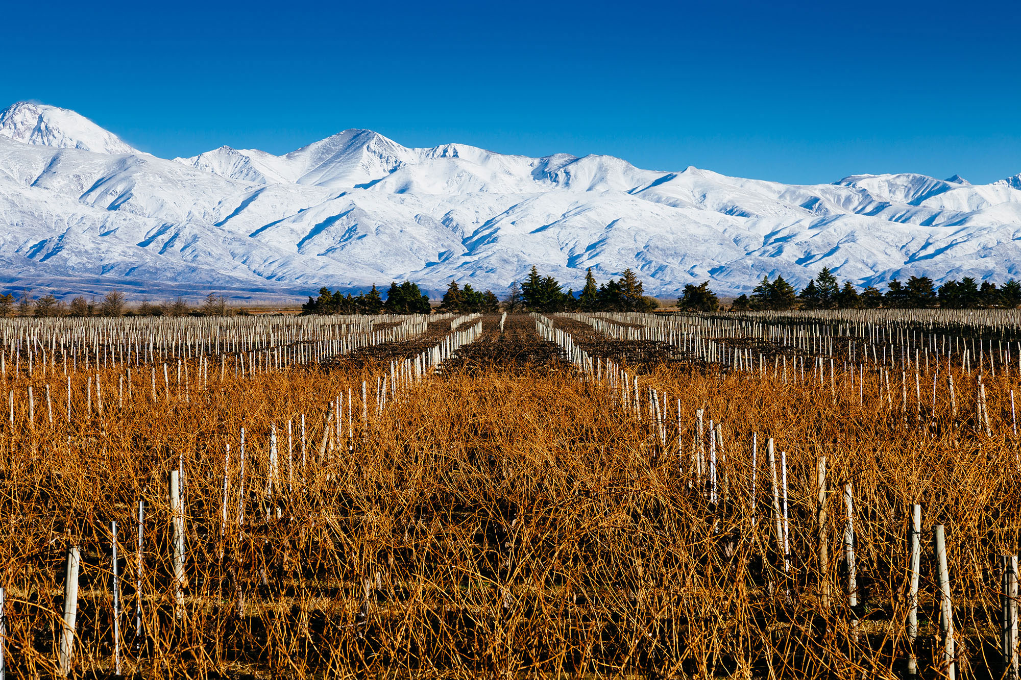 Rows of dormant winter Malbec vines stretching toward the snow-covered Andes at Mendoza, Argentina, with the heavily glaciated Cordón del Plata mountain range forming a dramatic white backdrop across the entire horizon.