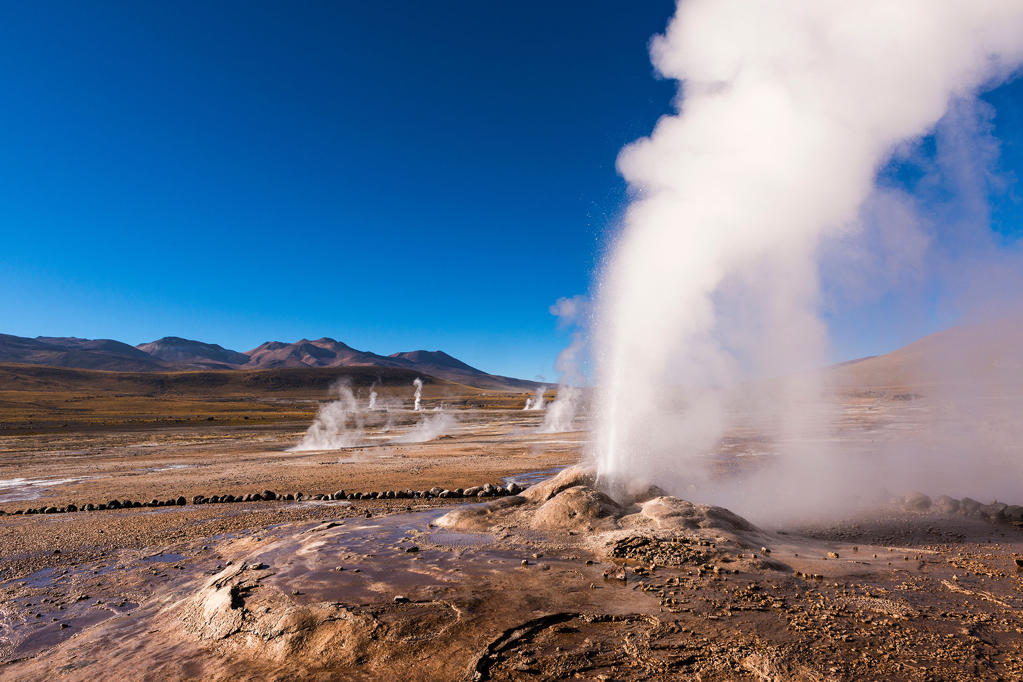 Active geyser erupting a tall steam column at El Tatio Geyser Field near San Pedro de Atacama, Chile, with multiple fumaroles venting across the flat altiplano basin and the colourful volcanic Andes ridgeline under an intense blue high-altitude sky.