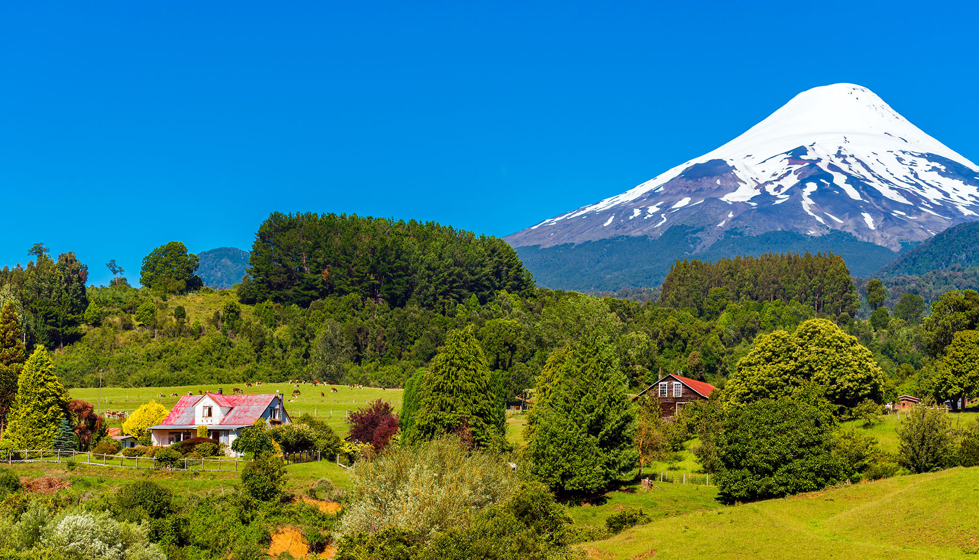 Lush green farmland with red-roofed German settler homesteads and grazing cattle in Vicente Pérez Rosales National Park, Chile, with the snow-capped cone of Volcán Osorno rising sharply above the Valdivian temperate rainforest under a vivid blue summer sky.