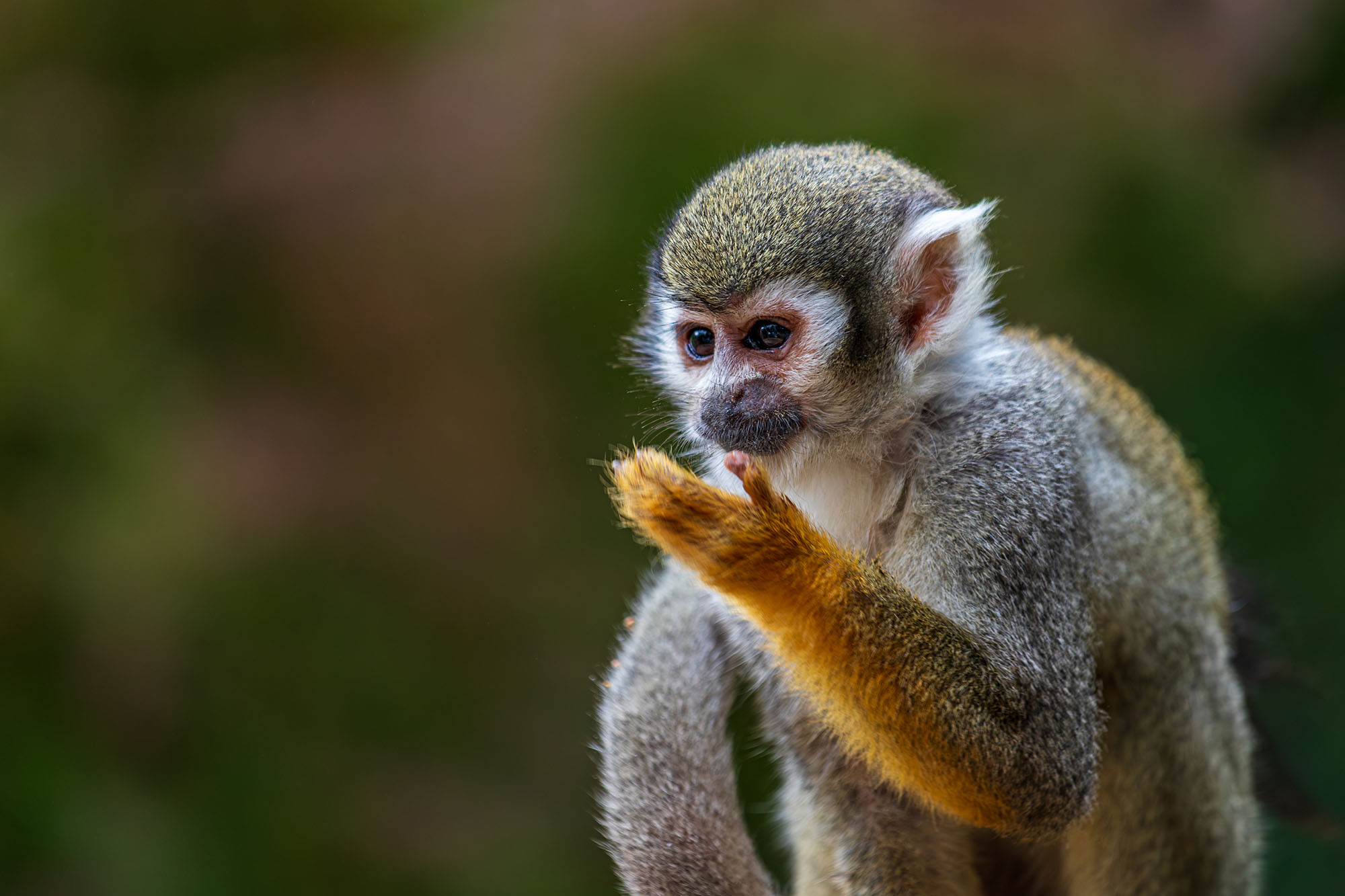 Close-up portrait of a common squirrel monkey with grey and olive fur and distinctive white face markings raising its orange-tinted hand, in the Peruvian Amazon rainforest.